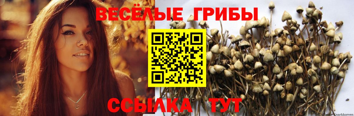 Выборг  Псилоцибиновые грибы GOLDEN TEACHER  Вход с VPN  Галлюциногенные грибы Psilocybe 